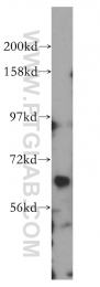14056-1-AP - RGS7