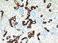 11949-1-AP - RHCG