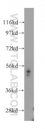 11949-1-AP - RHCG