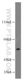 11949-1-AP - RHCG