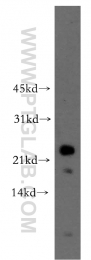 12290-1-AP - RhoF