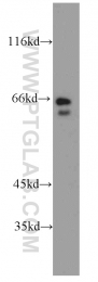 17790-1-AP - Synembryn-B / RIC8B