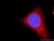 22577-1-AP - RNASEL