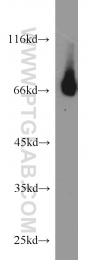 10616-1-AP - ROR-alpha / RORA