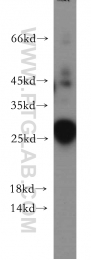 20936-1-AP - DPCD
