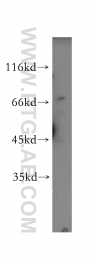 12448-1-AP - RPA1