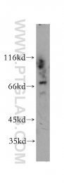 12448-1-AP - RPA1