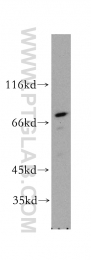 12448-1-AP - RPA1