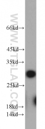 10412-1-Ap - RPA2