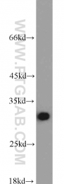 10412-1-Ap - RPA2