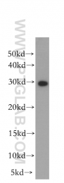 10412-1-Ap - RPA2