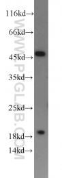 11005-1-AP - RPL3