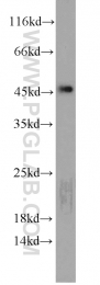 11005-1-AP - RPL3