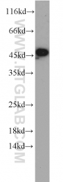 11005-1-AP - RPL3