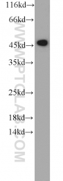 11005-1-AP - RPL3