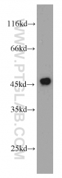 11005-1-AP - RPL3