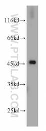 11005-1-AP - RPL3