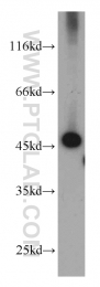 11005-1-AP - RPL3