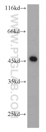 11005-1-AP - RPL3