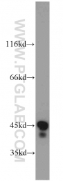 11005-1-AP - RPL3