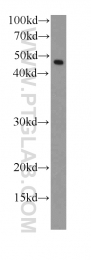 66130-1-Ig - RPL3