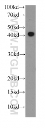 66130-1-Ig - RPL3