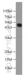 66130-1-Ig - RPL3