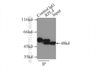 11302-1-AP - RPL4 / RPL1