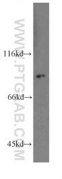 19686-1-AP - ACCSL