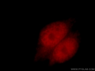 21218-1-AP - RXR-alpha / RXRA