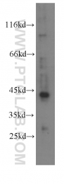 60198-1-Ig - RXR-alpha / RXRA