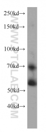 14684-1-AP - RXR-beta / RXRB