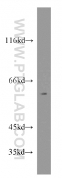 14684-1-AP - RXR-beta / RXRB