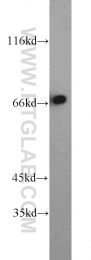 22138-1-AP - Tyrosine-protein kinase RYK