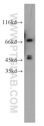 22138-1-AP - Tyrosine-protein kinase RYK