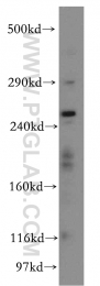 19765-1-AP - Ryanodine receptor 2 / RYR2