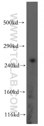 19765-1-AP - Ryanodine receptor 2 / RYR2