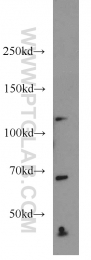 16073-1-AP - SEC24C