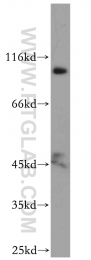 12751-1-AP - EXOC2 / SEC5