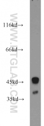 17363-1-AP - Zinc transporter 3 / SLC30A3