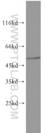 16169-1-AP - Zinc transporter 8 / SLC30A8