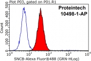 10498-1-AP - Beta-Synuclein / SCNB