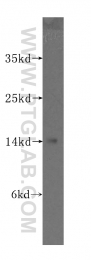 10498-1-AP - Beta-Synuclein / SCNB