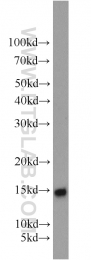 10498-1-AP - Beta-Synuclein / SCNB