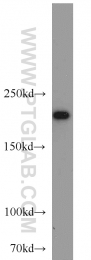 23875-1-AP - ASCC3L1