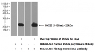 13062-1-AP - Sorting nexin-22 (SNX22)