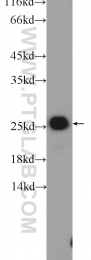 10544-1-AP - TAF9 / TAF2G