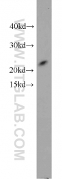 10544-1-AP - TAF9 / TAF2G