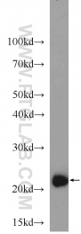 10544-1-AP - TAF9 / TAF2G