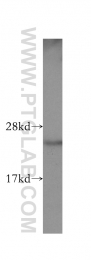 10544-1-AP - TAF9 / TAF2G